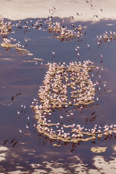 Africa-Tanzania-Aerial view of flock of Lesser Flamingos nesting among salt flats
